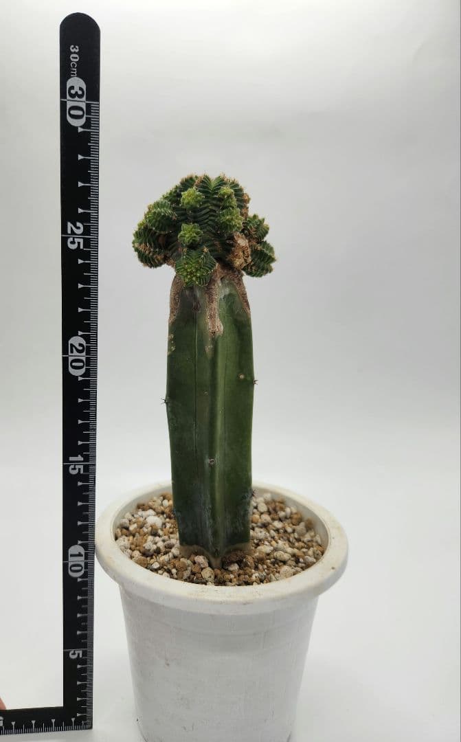 紅籠サボテン 接木 抜き苗