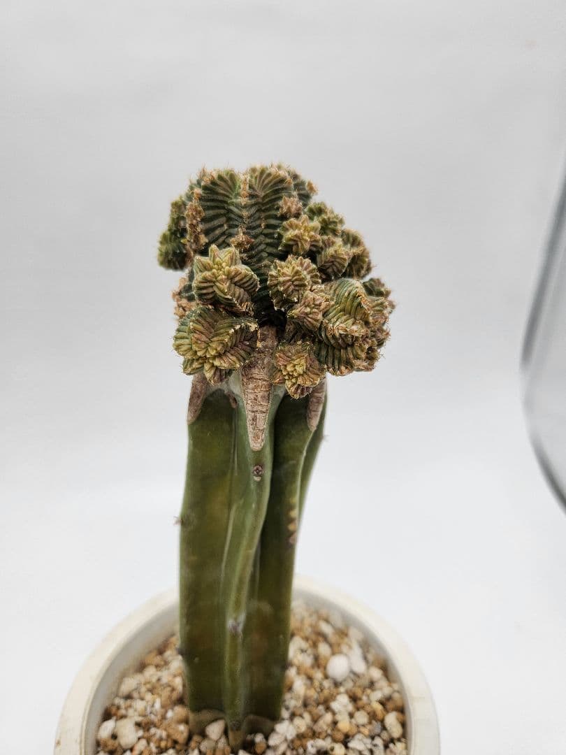 紅籠サボテン 接木 抜き苗