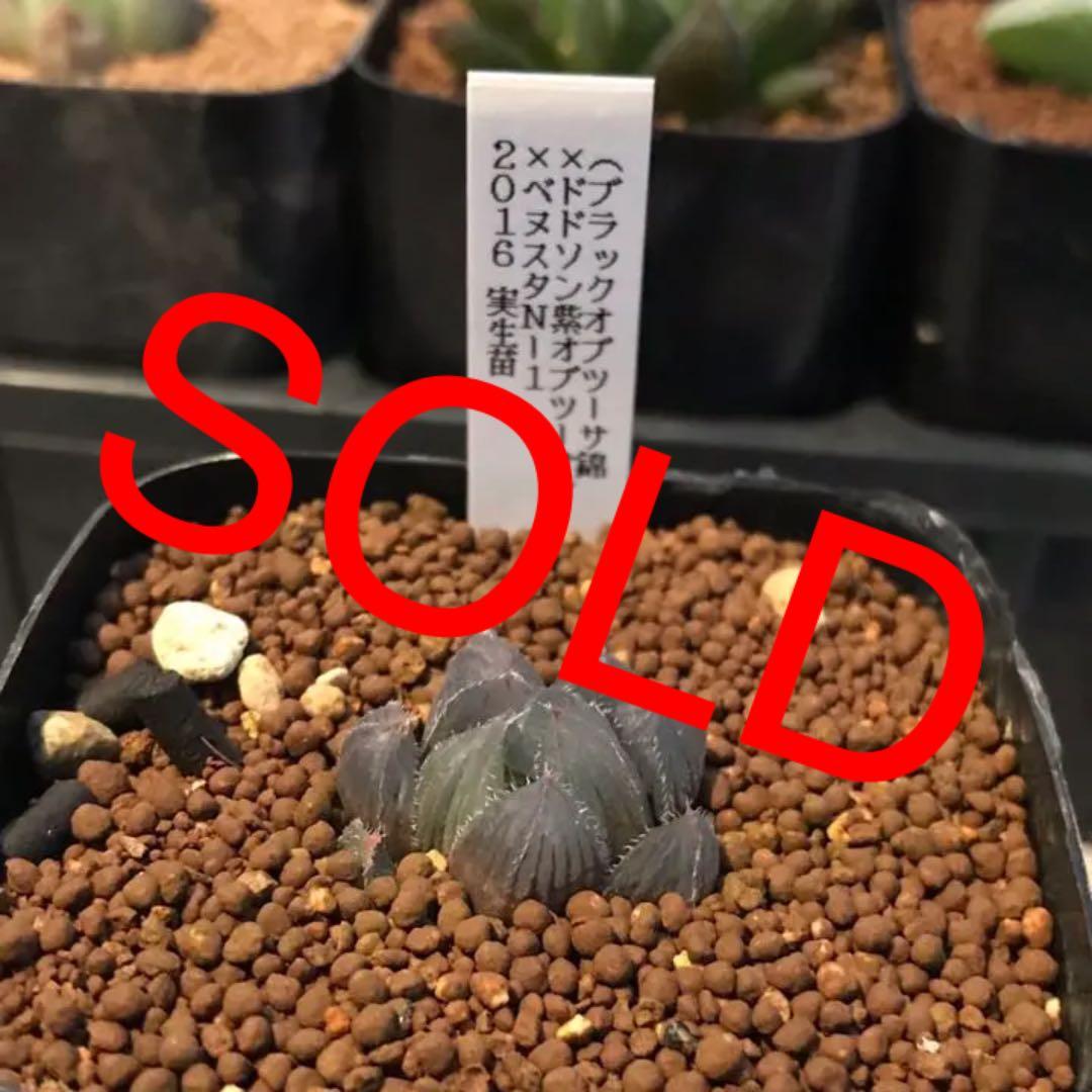 多肉植物 ハオルチア   セール 1株 500円 送料200円 組み合わせ自由