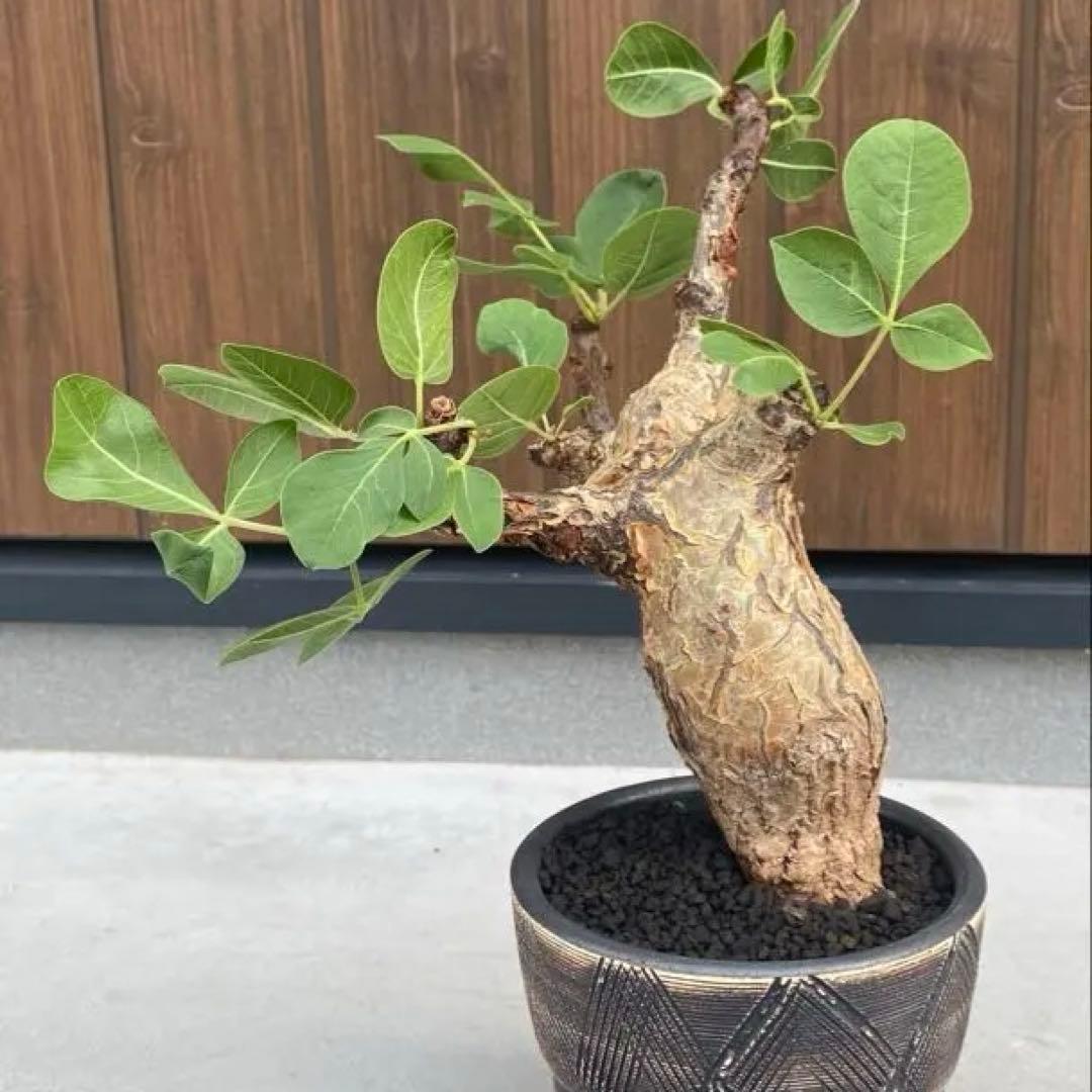 コミフォラ　グイドッティ　灌木　良型　発根済　現地球