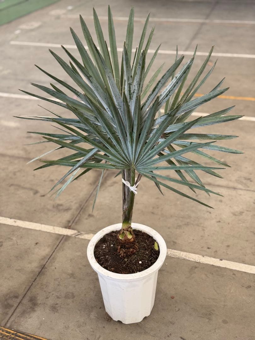 ビスマルキア　ノビリス　ドライガーデン　ヤシ　ロックガーデン　苗　シルバーリーフ