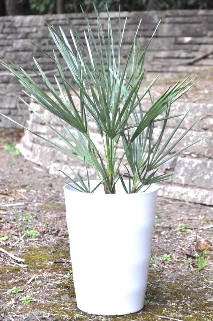 チャメロプス セリフェラ 7号 65cm