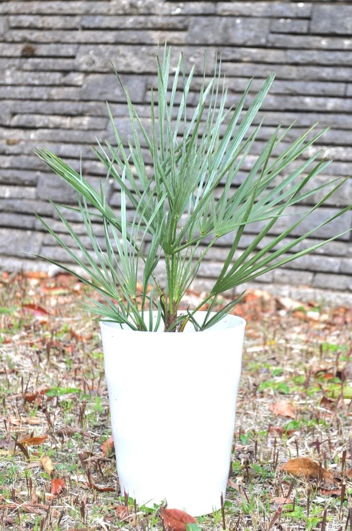 チャメロプス セリフェラ 7号 65cm