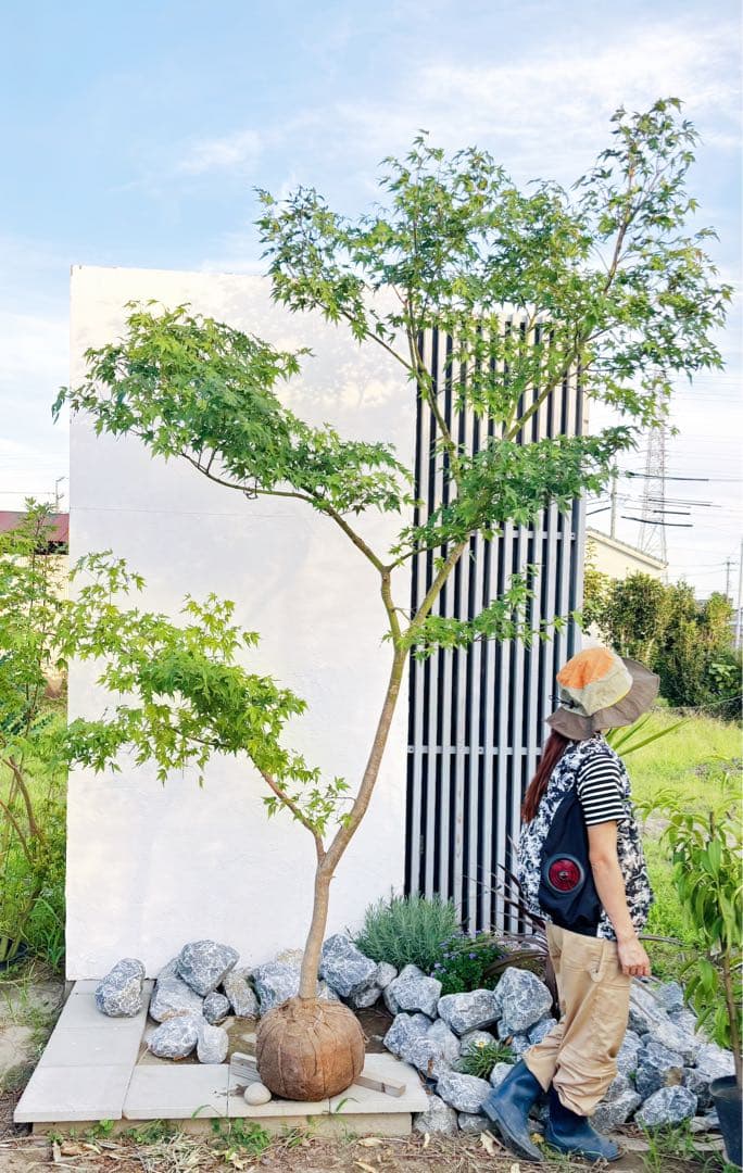 逸品。山採りイロハモミジ3.0M(鉢底から)※エリア限定自社配送又はお引き取り