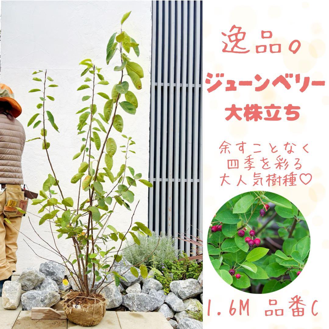逸品 ジューンベリー大株立1.6M(鉢底から)品番C
