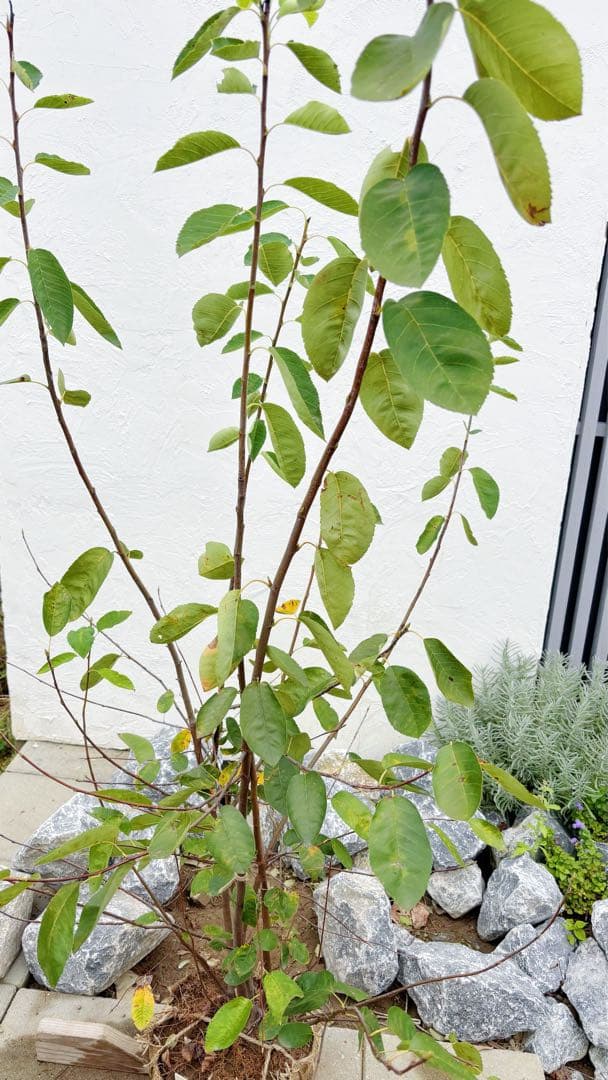 逸品 ジューンベリー大株立1.6M(鉢底から)品番C