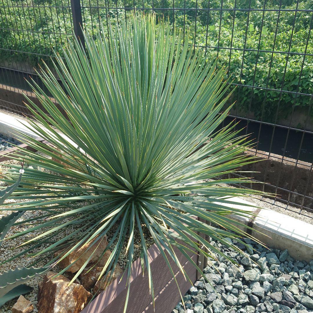 ユッカロストラータ　幹太