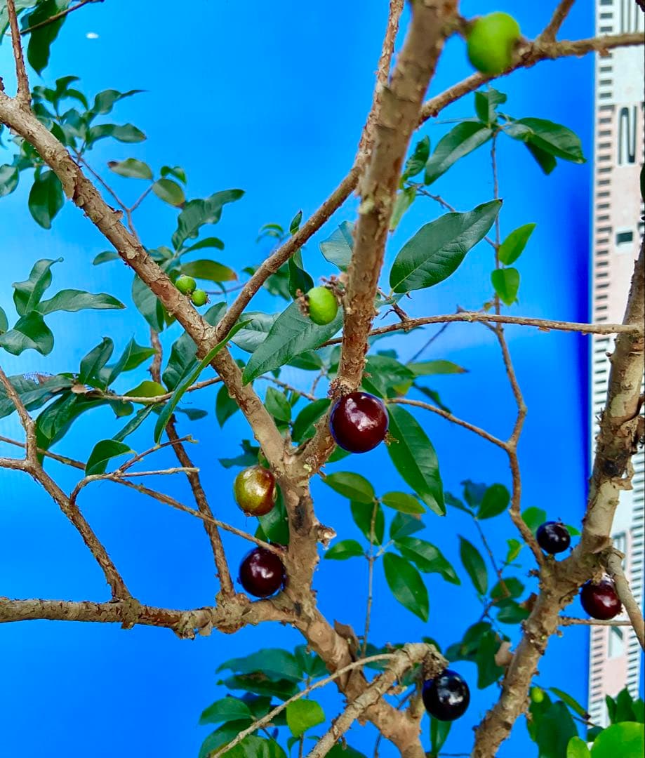 M*社様 22ジャボチカバ耐寒性　四季咲きサバラ