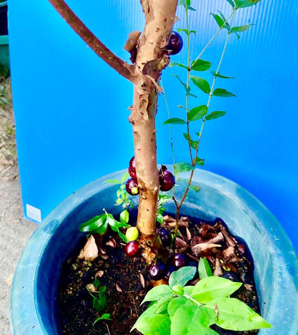 M*社様 22ジャボチカバ耐寒性　四季咲きサバラ