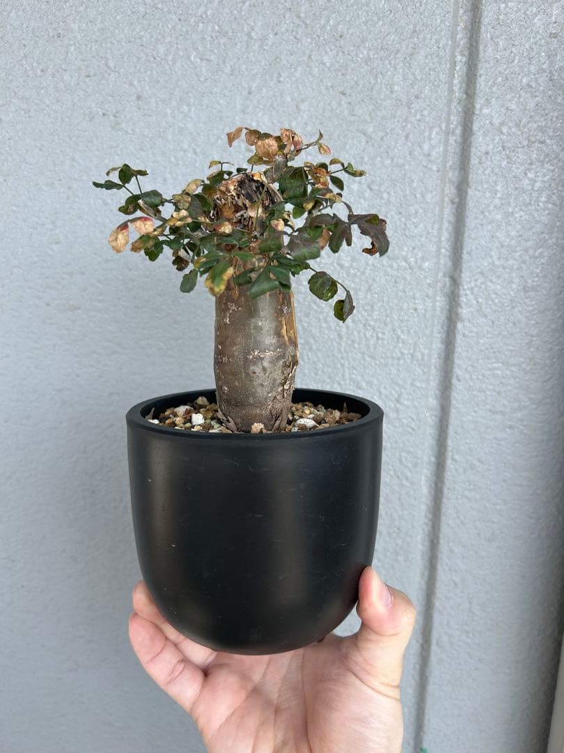 ブルセラファガロイデス　厳選実生株　グラキリス　パキプス　カタフ　SRLおまけ付