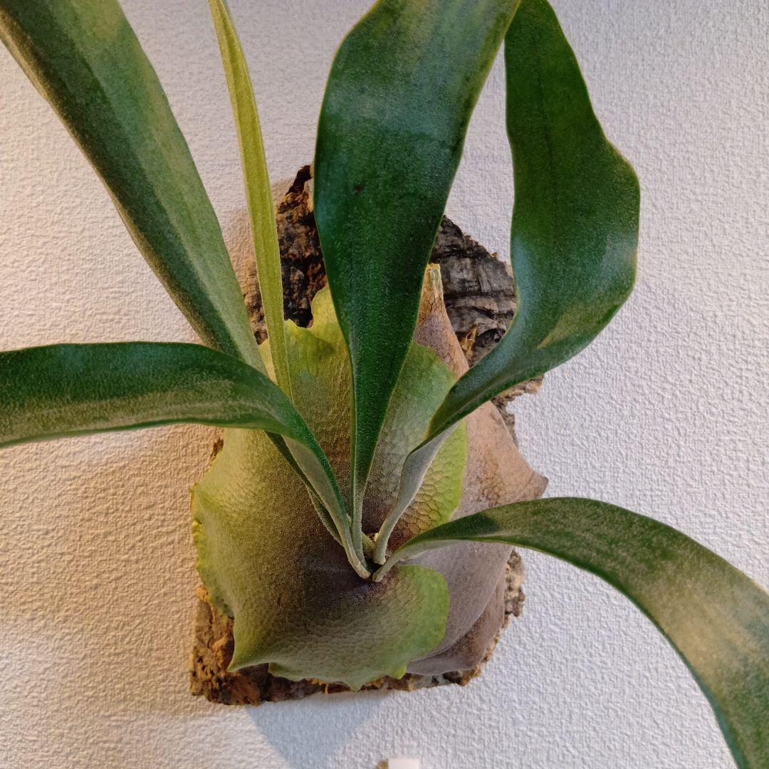 壁掛けビカクシダ　親株　ビフルカツム　コルク付け