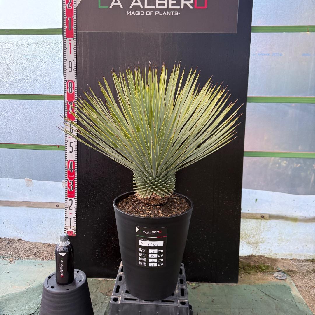 【AL1101】ユッカ　ロストラータ　超美形