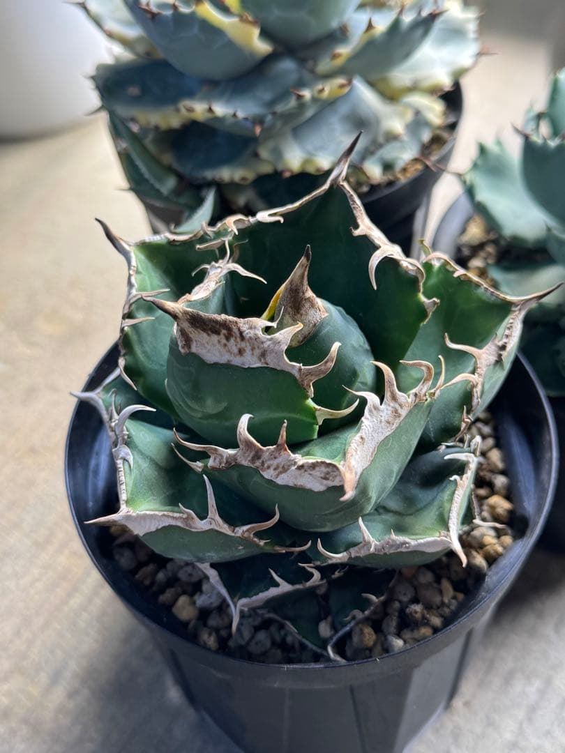 【今週末発送限定！豪華おまけ！】アガベ極選3株子株セット