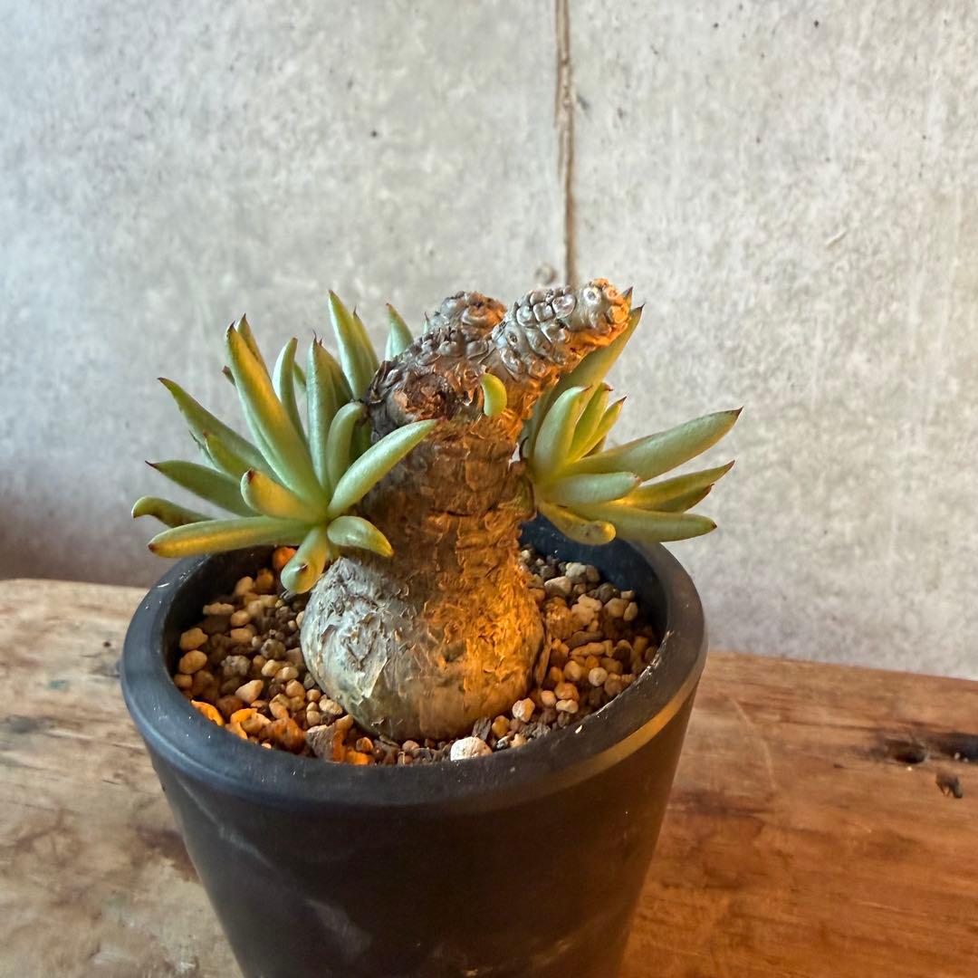 チレコドン ペアルソニー