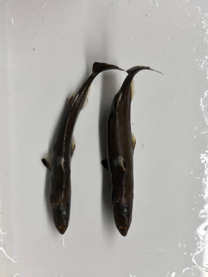 ツラナガコビトザメ2匹液浸標本