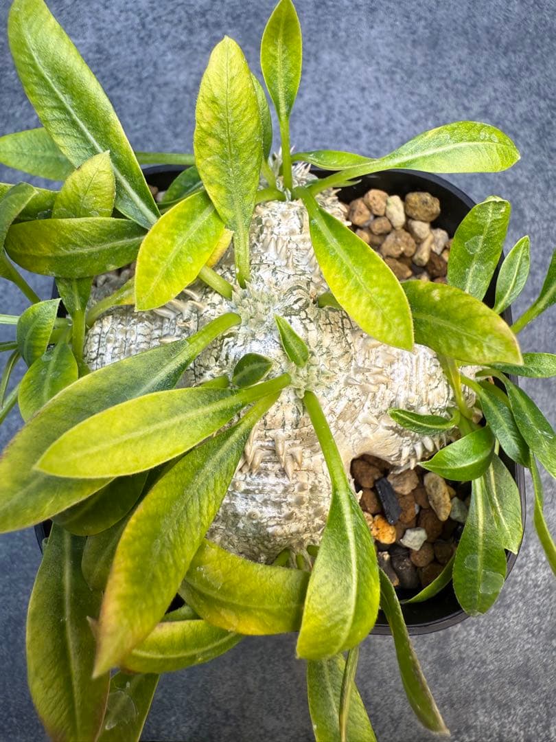 パキポディウム　ブレビカウレ　恵比寿笑い　実生　96