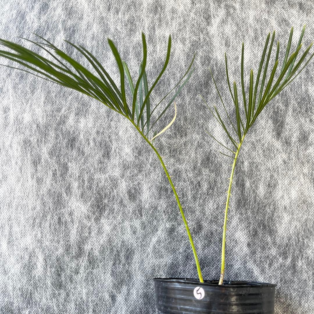 【塊根植物】サイカスカイルンシアナ 国内実生 ソテツ⑤