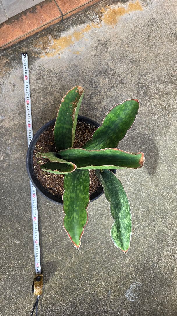 希少品種　サンセベリアドラゴンキング