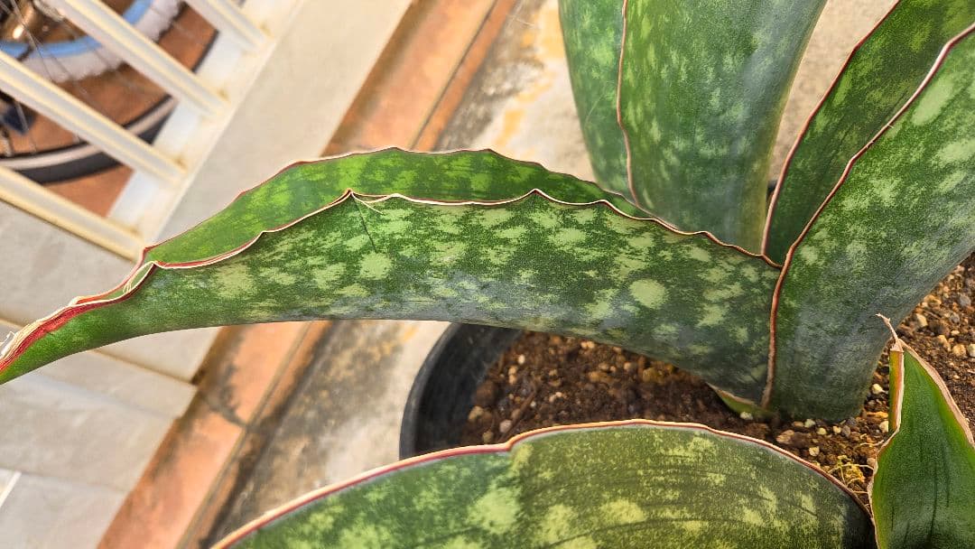 希少品種　サンセベリアドラゴンキング