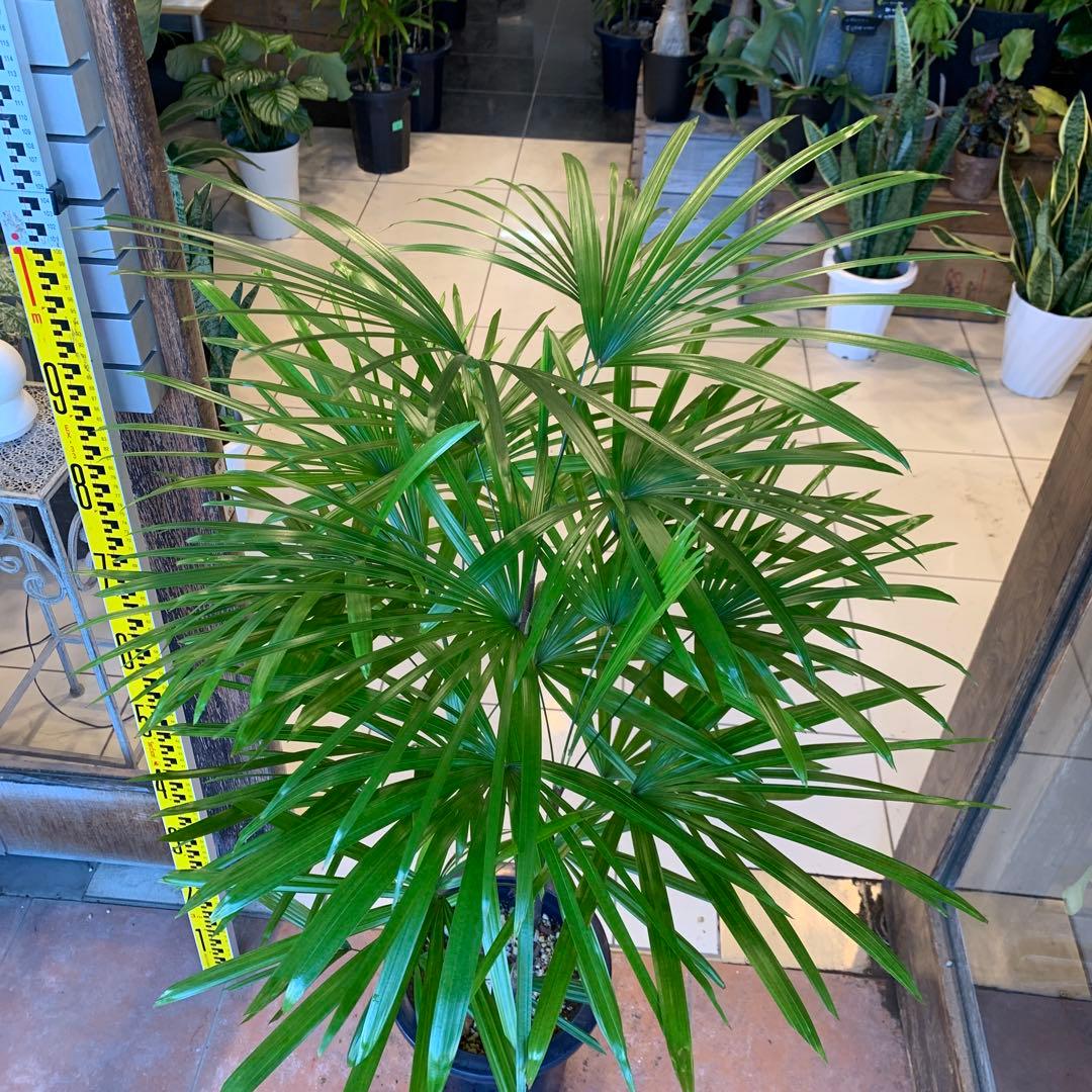 シュロチク 棕櫚竹 8号 4