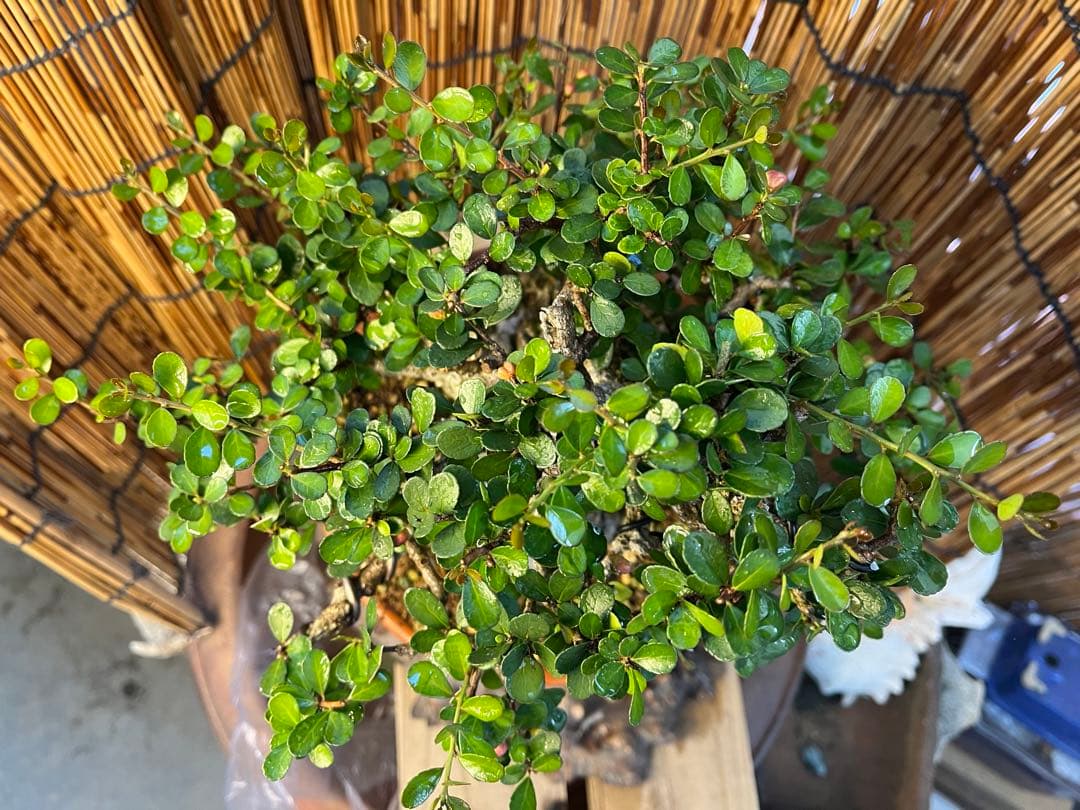 ✨✨✨オキナワハートツリー【◎ 針蔓正木】検/ハート実♪happy セール♪