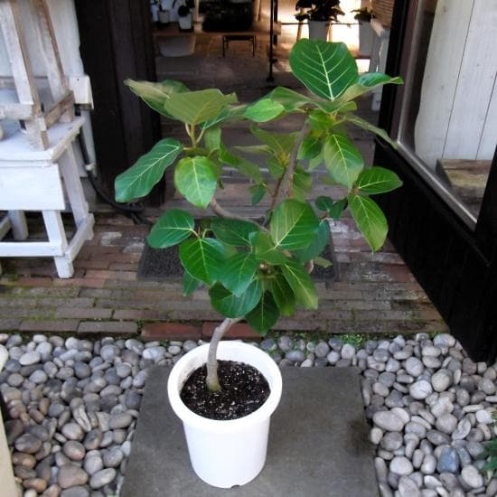 現物「フィカス・グランディス」８号　Fiicus grandis　ブラウンゴム