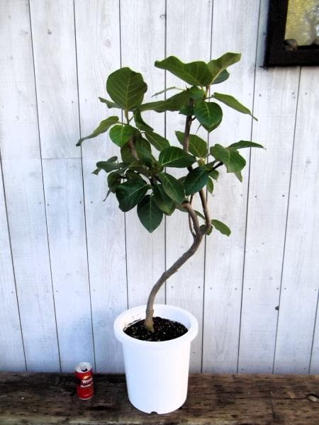 現物「フィカス・グランディス」８号　Fiicus grandis　ブラウンゴム