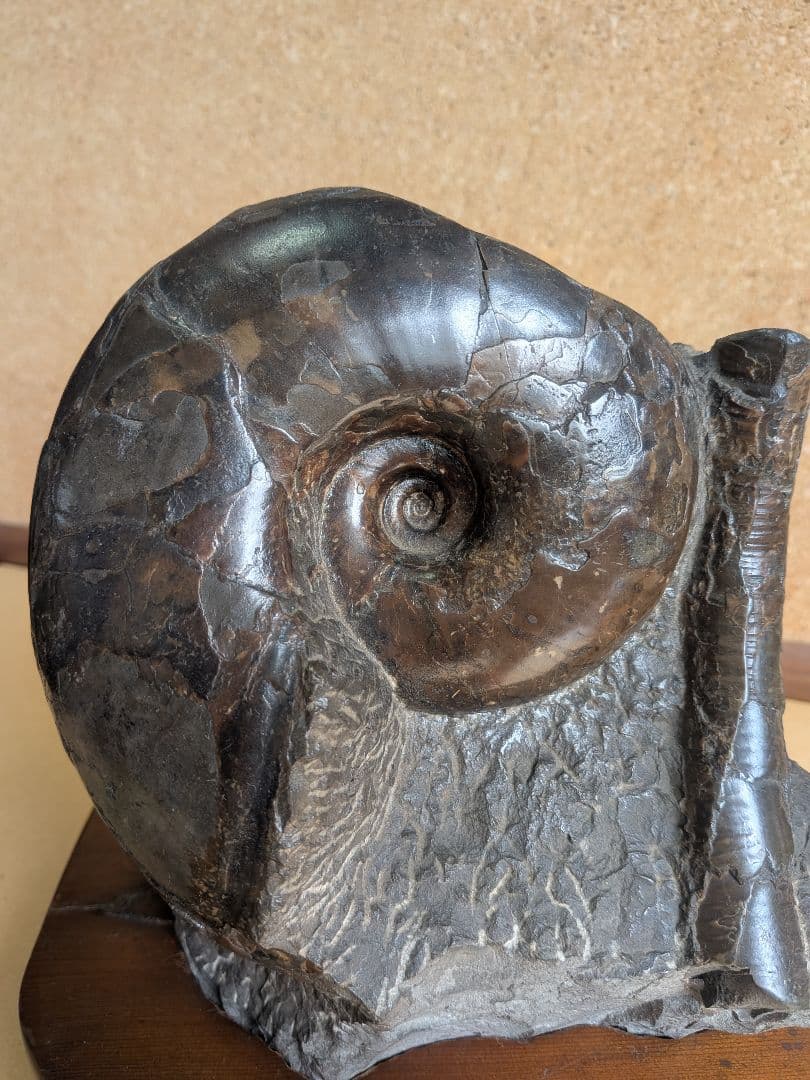 アンモナイト化石 12.0㎝(296)