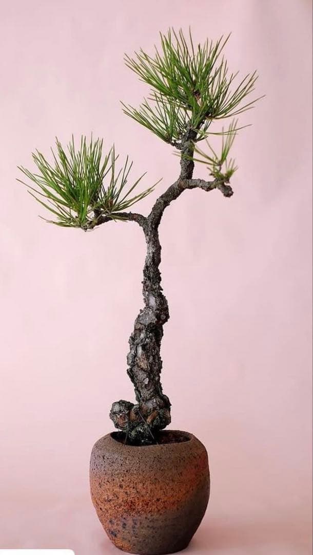 ☆激レア☆十場天神 陶器製鉢