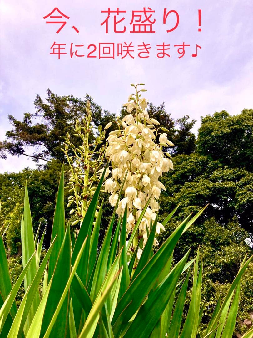 完売　　野生化して大変丈夫な【ユッカ グロリオサ/アツバキミガヨラン】