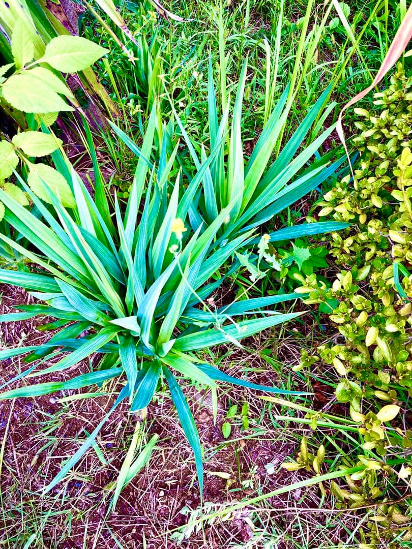 完売　　野生化して大変丈夫な【ユッカ グロリオサ/アツバキミガヨラン】