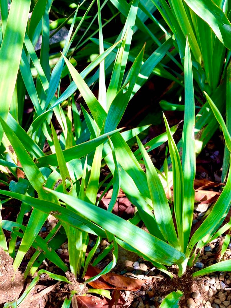 完売　　野生化して大変丈夫な【ユッカ グロリオサ/アツバキミガヨラン】
