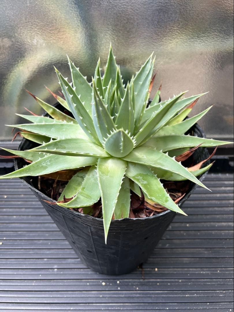 アロエ ポリフィラ