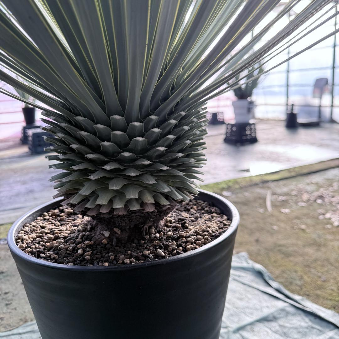 【AL1135】ユッカ　ロストラータ　超超美形　シルバーブルー個体　感動個体