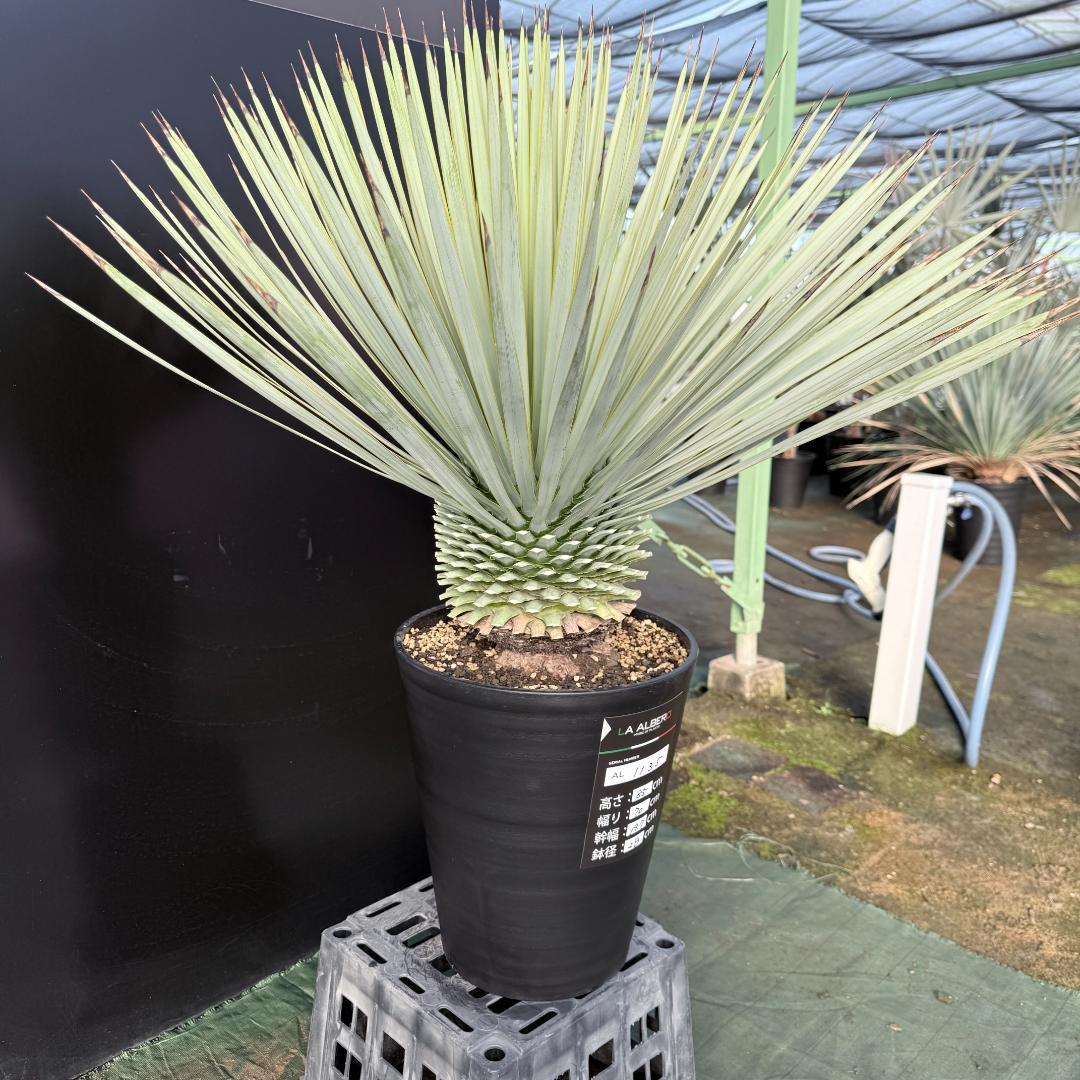【AL1135】ユッカ　ロストラータ　超超美形　シルバーブルー個体　感動個体