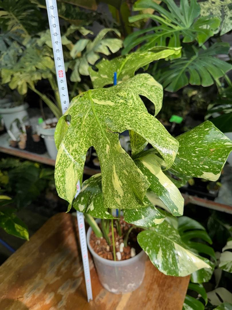 V*k様 モンステラ　タイコンステレーション　スターライト