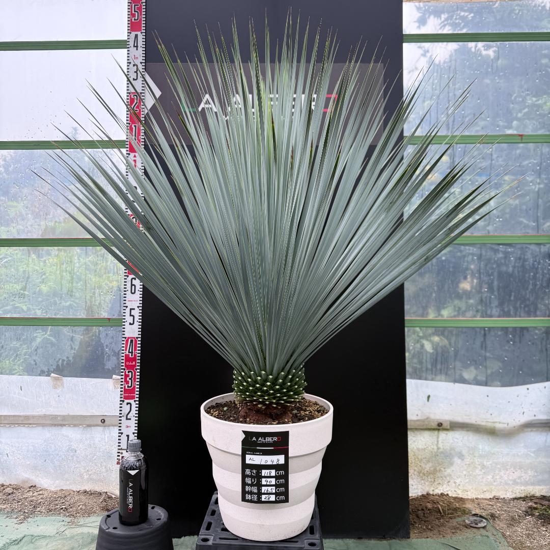 【AL1048】ユッカ　ロストラータ　ランチョブルー　数量限定販売