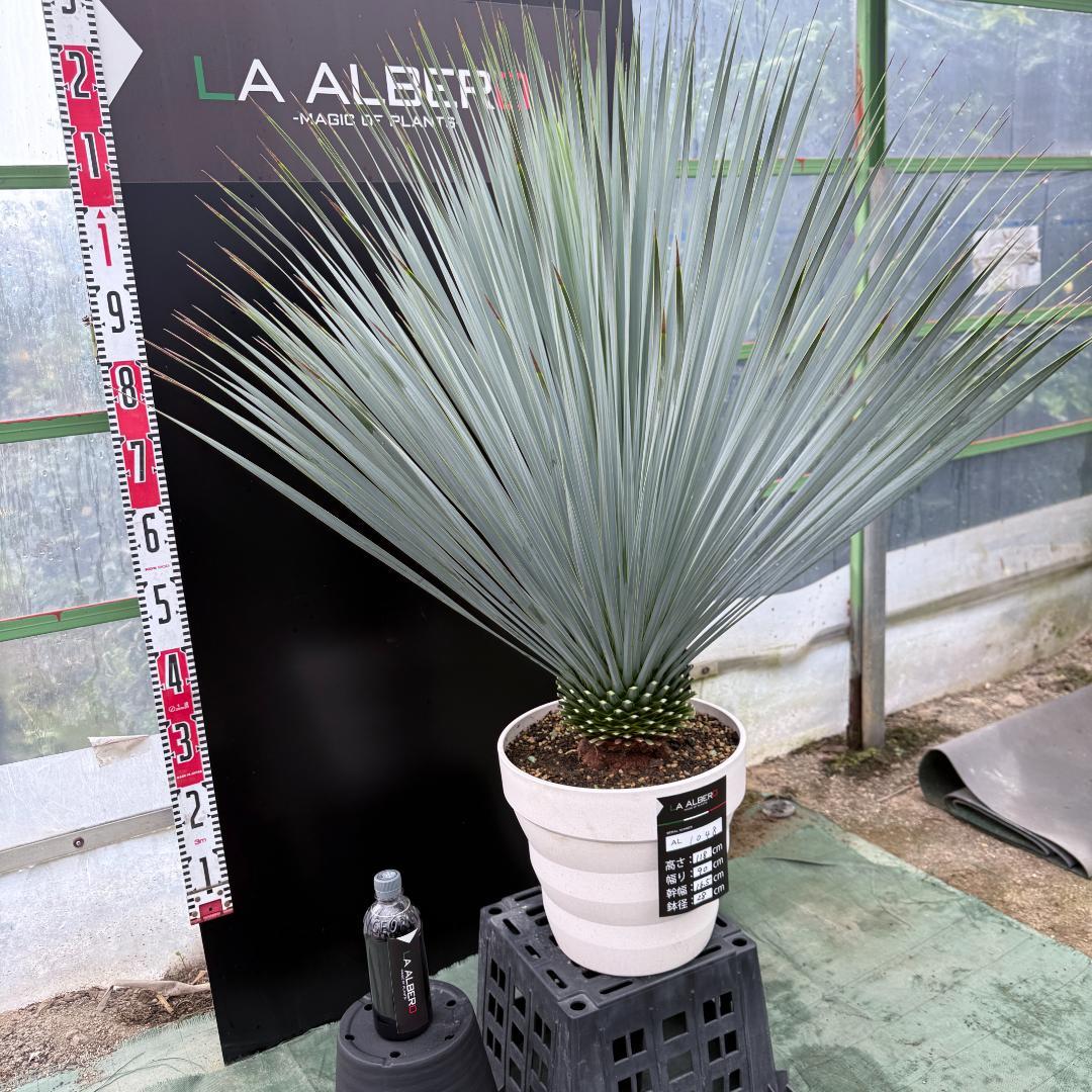 【AL1048】ユッカ　ロストラータ　ランチョブルー　数量限定販売