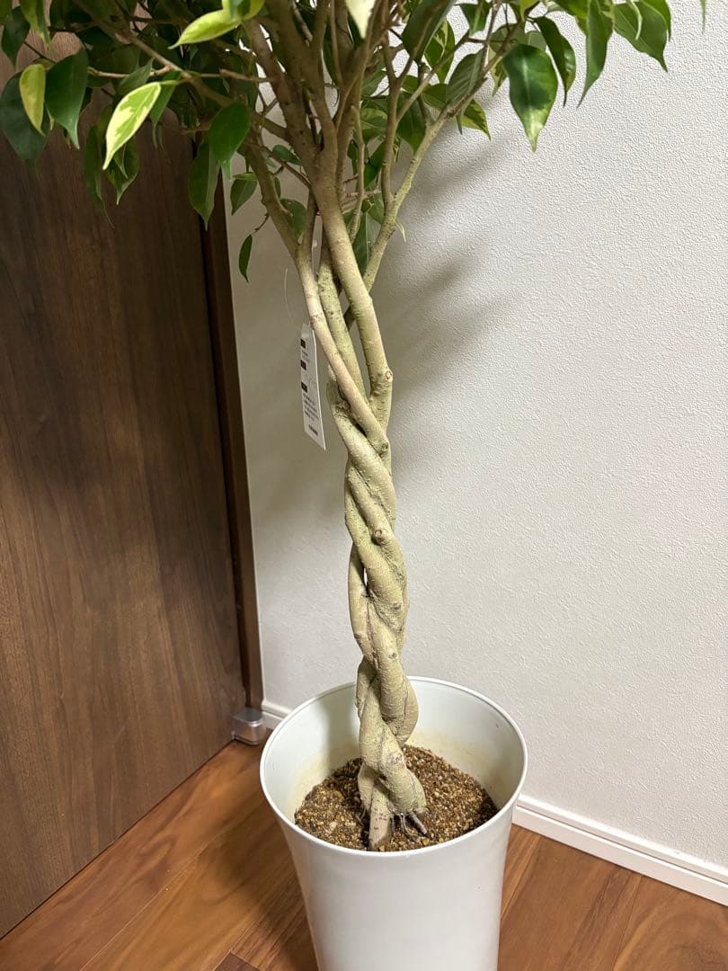 フィカス　ベンジャミン　ゴールデンプリンセス