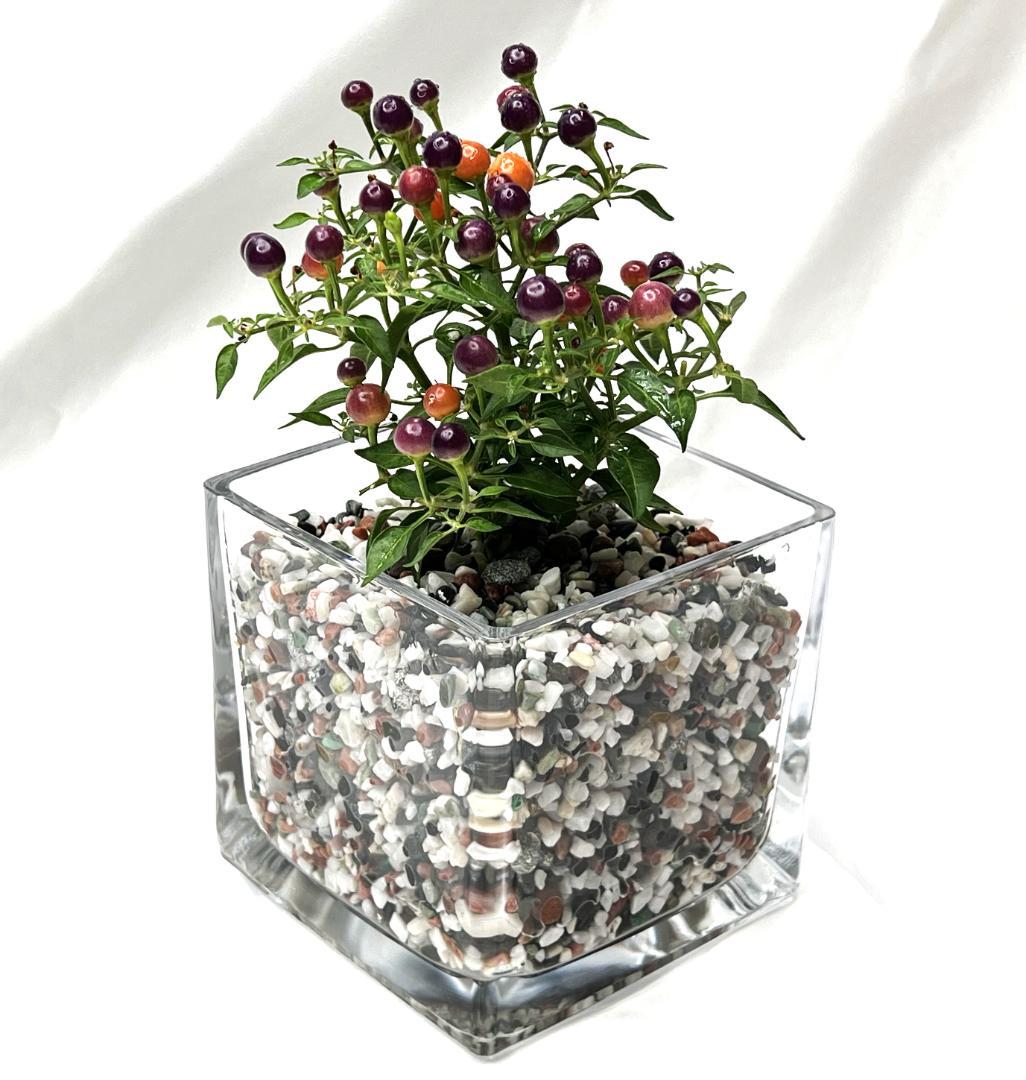 ガラス　花瓶　キューブ　16個　フラワーベース