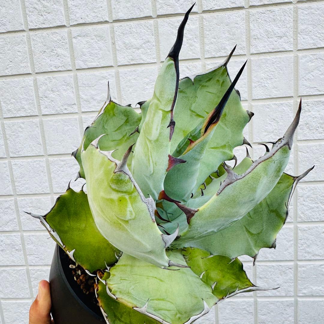 アガベ　ハイブリッド TBG チタノタ×ブルーグロー親株候補　現品出品の今回のみ