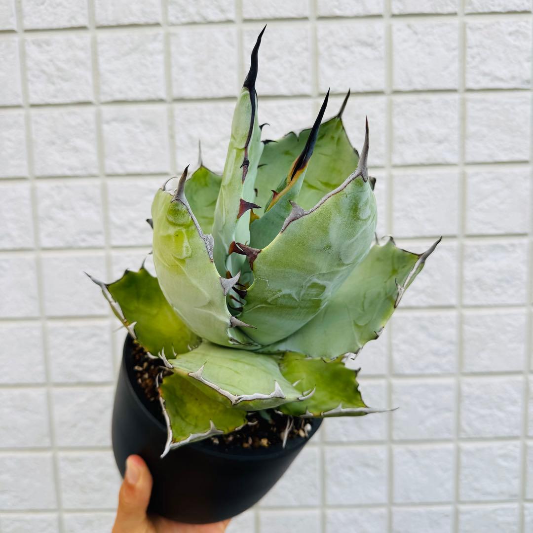 アガベ　ハイブリッド TBG チタノタ×ブルーグロー親株候補　現品出品の今回のみ