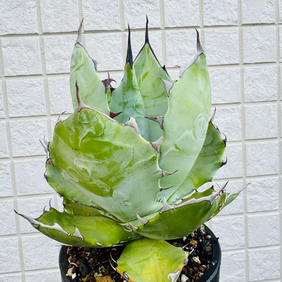 アガベ　ハイブリッド TBG チタノタ×ブルーグロー親株候補　現品出品の今回のみ