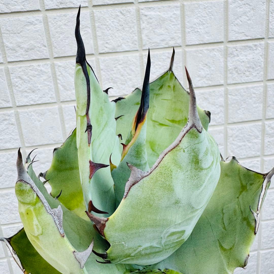 アガベ　ハイブリッド TBG チタノタ×ブルーグロー親株候補　現品出品の今回のみ