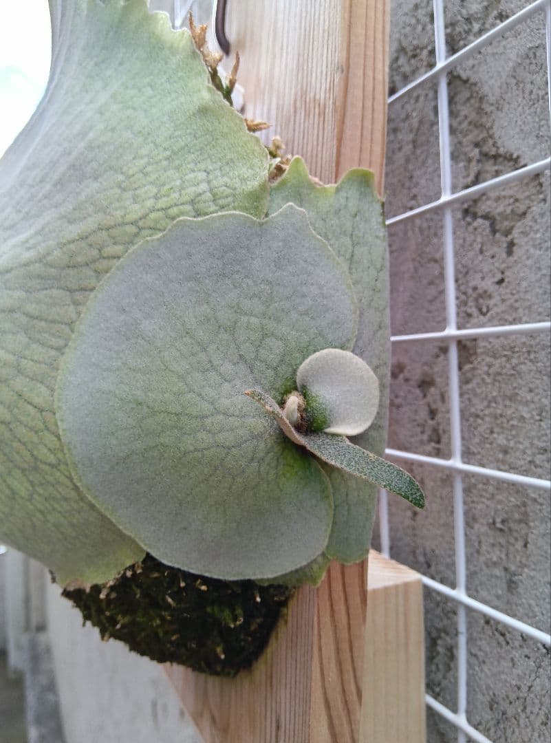 p.veitchii auburn  ベイチー　アーバンリバー