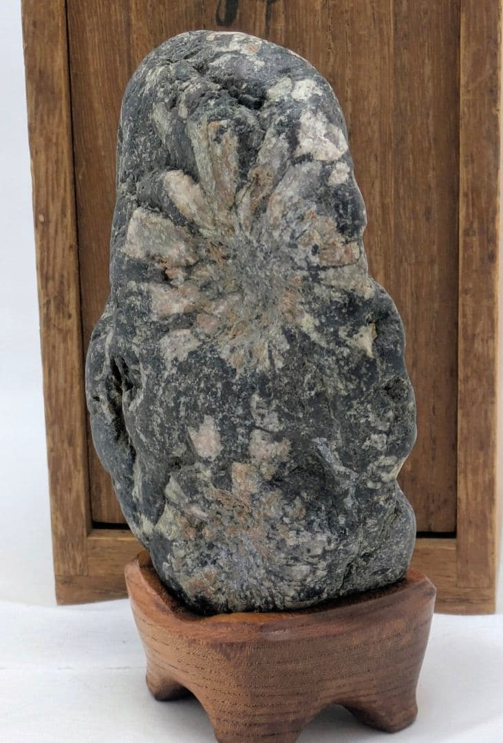 菊花石　ピンク主体の花　根尾 小林宗閑箱書き　鑑賞石 水石 　木製台座　文化財級