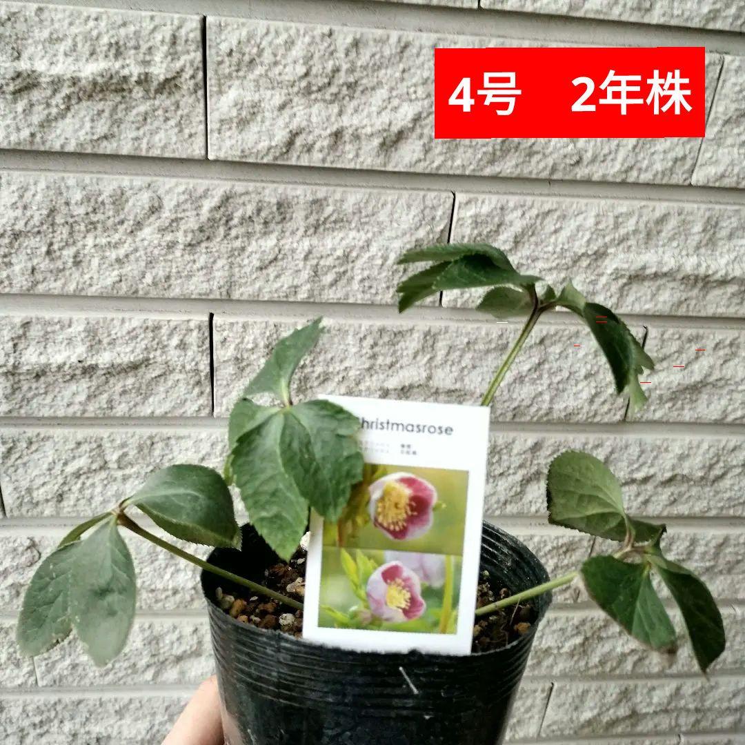 クリスマスローズ　ss　パステリッシュ ストレイン　4号　苗　鉢　　バラ