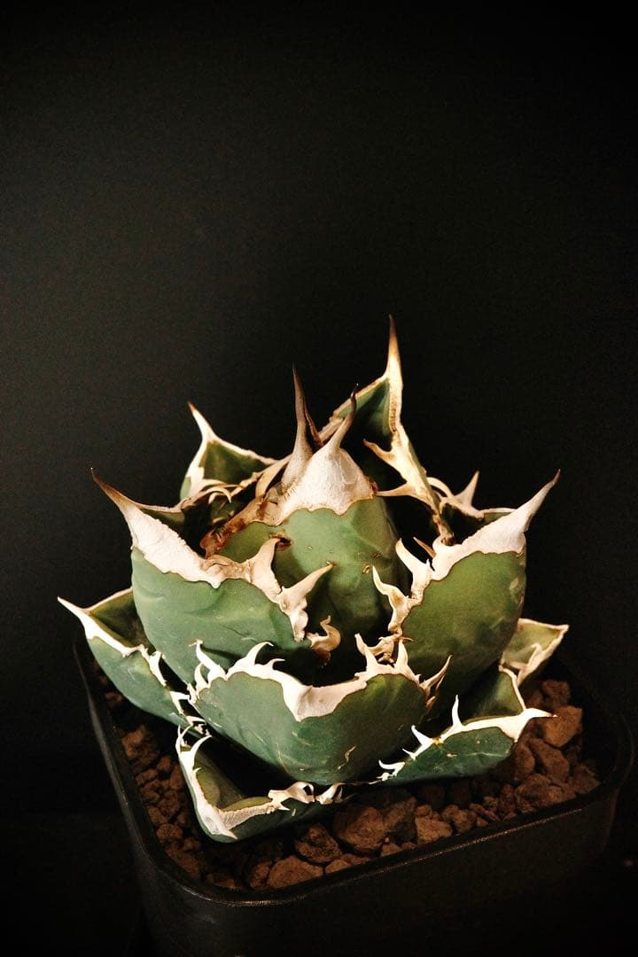 【発根済鉢ごと発送】極上　親株　SAD