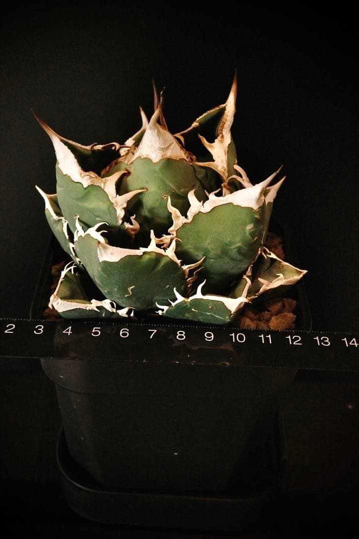 【発根済鉢ごと発送】極上　親株　SAD