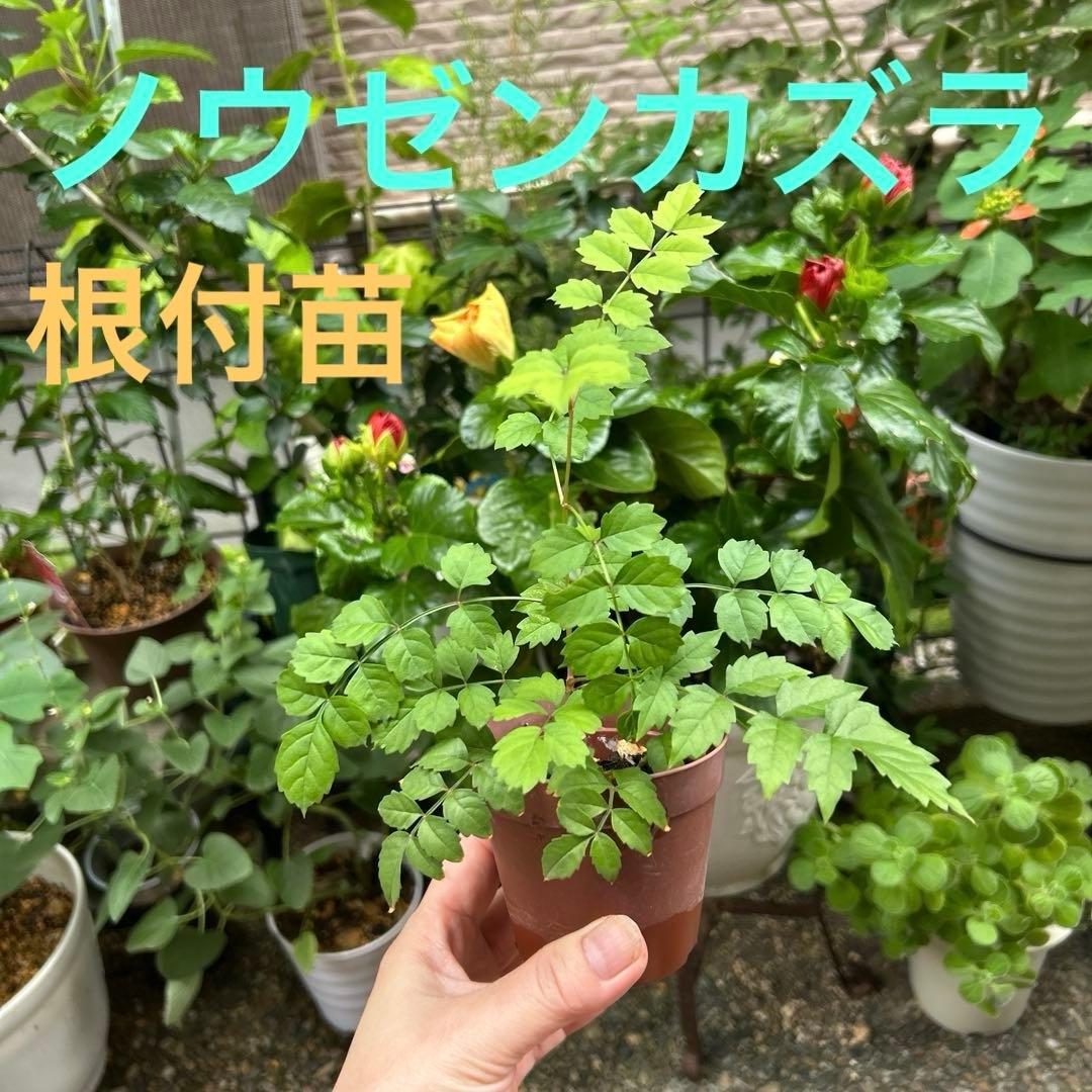 ノウゼンカズラ苗　蔓性